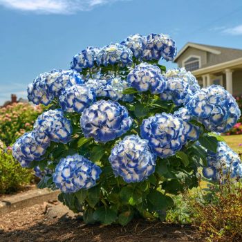 Гортензия крупнолистная Андриа Блю (Hydrangea macrophylla Andria Blue)