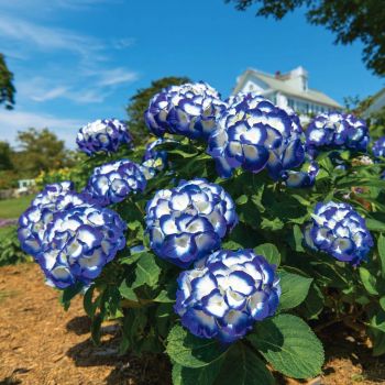 Гортензия крупнолистная Андриа Блю (Hydrangea macrophylla Andria Blue)