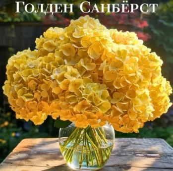 Гортензия крупнолистная Голден Санбёрст
