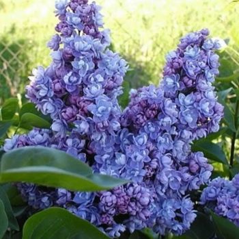 Сирень Ами Шотт