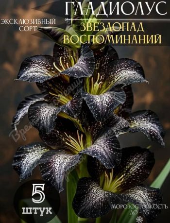 Гладиолус Звездопад воспоминаний (5шт.)