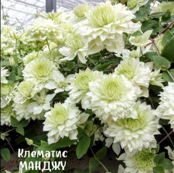 Клематис Манджу (Manju)
