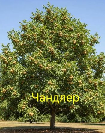 Орех грецкий Чандлер