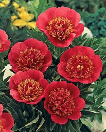 Пион Анемонефлора (Anemoniflora)