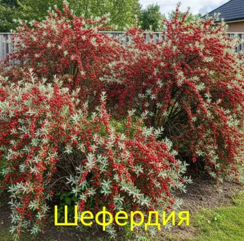 Шефердия (набор из М и Ж саженцев)