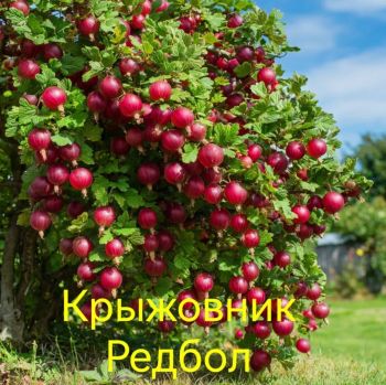 Крыжовник Редбол