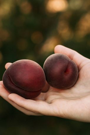 Абрикос чёрный Шлор Циран Персидский