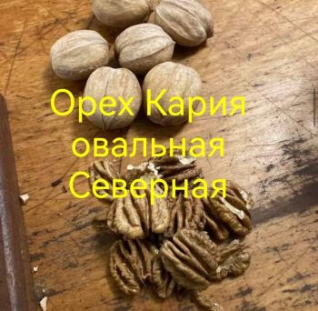 Кария яйцевидная Северная (Гикори яйцевиднолистное / Carya ovata)