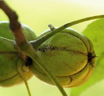 Кария яйцевидная Северная (Гикори яйцевиднолистное / Carya ovata)