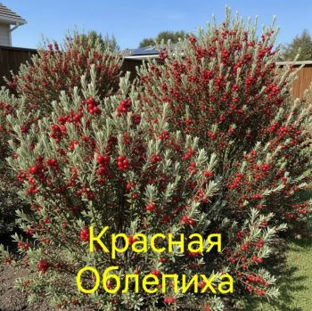 Облепиха Красная