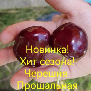 Черешня Прощальная