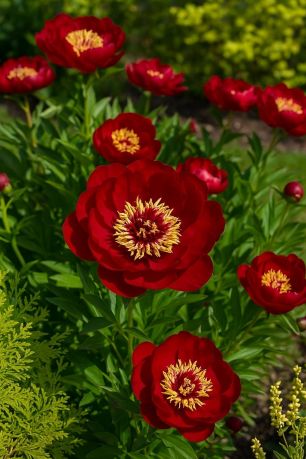 Пион Бакай Белл (Paeonia hybride Buckeye Belle)