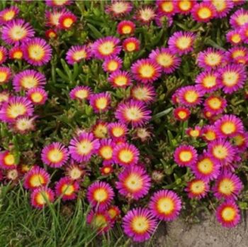 Делосперма КупераХот Пинк Вондер (DELOSPERMA cooperi Hot pink wonder)