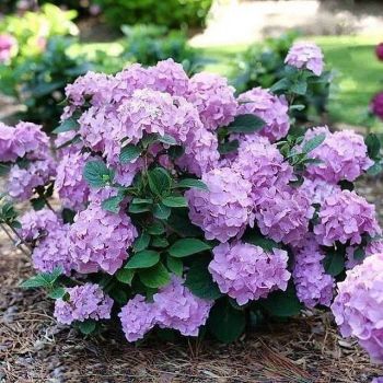 Гортензия крупнолистная Лец Дэнс Скайвью (Hydrangea macrophylla Let’s Dance SkyView)