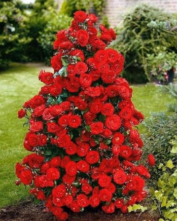 Роза Кастелла (Rosa Castella)