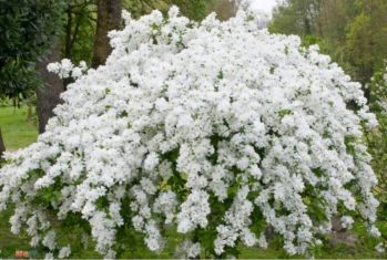 Экзохорда крупноцветковая Лотус Мун (Exochorda macrantha Lotus Moon)