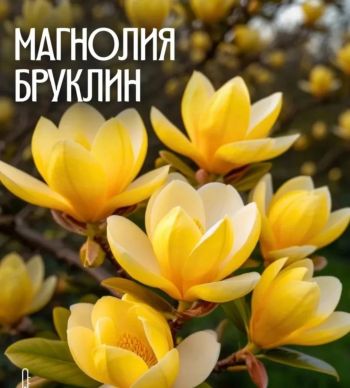 Магнолия Бруклин