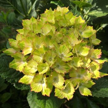Гортензия крупнолистная Солнечный лайм (Hydrangea macrophylla Sunny Lime)