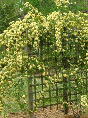 Леди Бэнкс жёлтая (Rosa banksiae lutea)