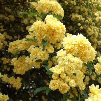 Леди Бэнкс жёлтая (Rosa banksiae lutea)