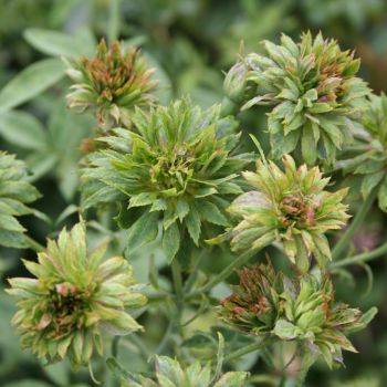 Виридифлора (Bengale a Fleurs Vertes, Green Calyx, Green Rose, Rosa viridiflora)