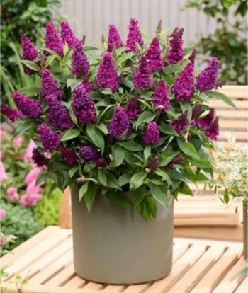 Буддлея Давида Баттерфлай Кенди Литл Манжента (Buddleja dav. Butterfly Candy®Little Magenta)