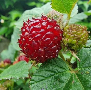 Малина Рубус Распберри Тауэр (Rubus Raspberry Tower)