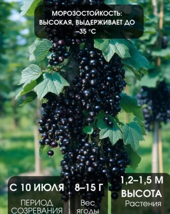 Смородина чёрная колоновидная Сахарная