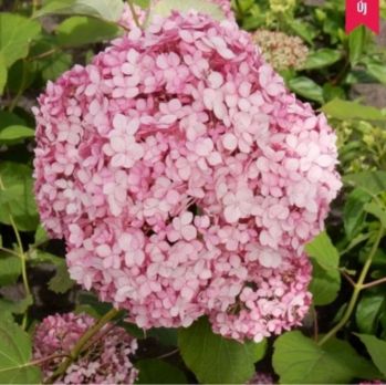 Гортензия древовидная Стэнд Ап Пинк (Hydrangea arborescens Stand Up Pink)