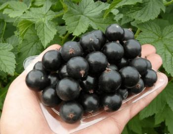 Смородина чёрная Блэк Мэджик