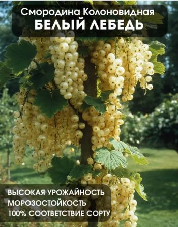 Смородина белая колоновидная Белый лебедь