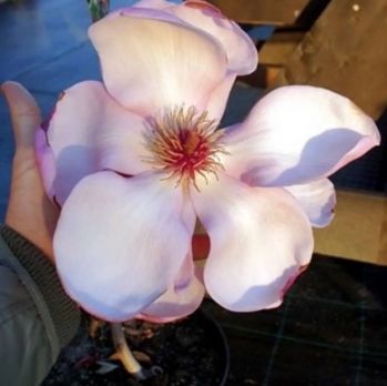 Магнолия Иоланта (Magnolia IOLANTHE)