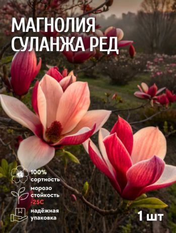 Магнолия Суланжа Ред