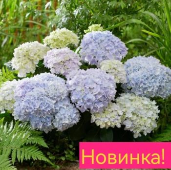 Гортензия крупнолистная Доппио Аззурро (Hydrangea macrophylla Doppio Azzurro)