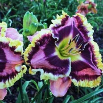 Лилейник Хэллоуин Эффект (Hemerocallis Halloween Effect)