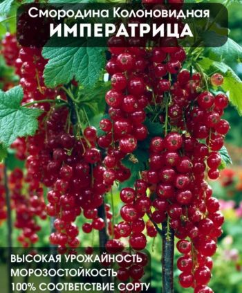 Смородина красная колоновидная Императрица