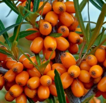 Облепиха Юлия (Hippophae Julia)