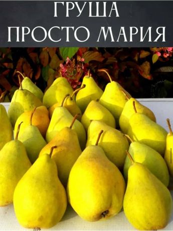 Груша Просто Мария