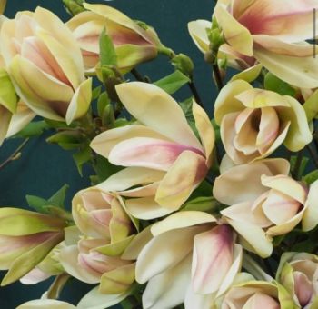 Магнолия Амброзия (Magnolia brooklynensis Ambrosia)
