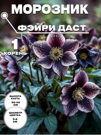 Морозник Фэйри Даст