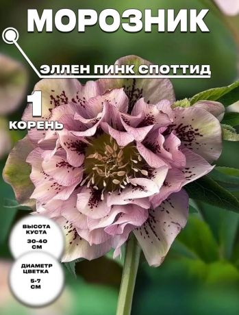 Морозник Дабл Эллен Пинк Споттид
