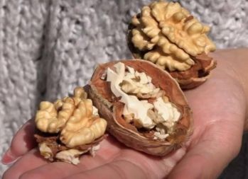 Орех грецкий Буковинская бомба
