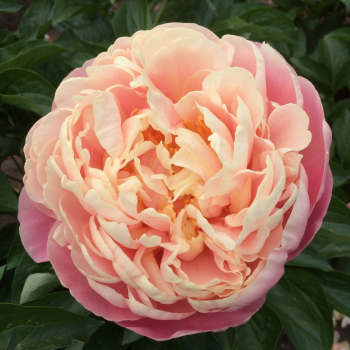 Пион Келли Энн (Paeonia Kayleigh Ann)