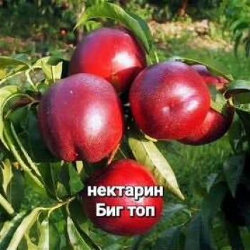 Нектарин Биг Топ