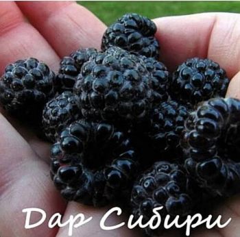 Малина Дар Сибири