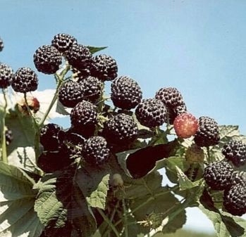 Малина Дар Сибири