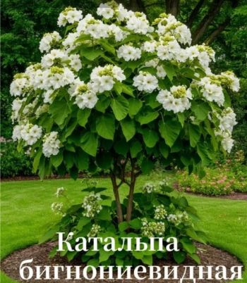Катальпа Бигнониевидная (обыкновенная)