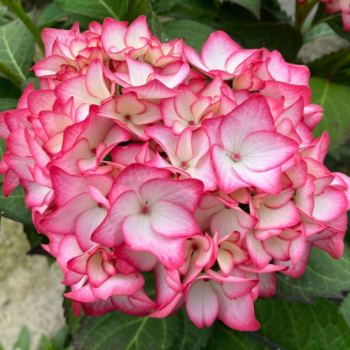 Гортензия крупнолистная Ховария Мирай (Hydrangea macrophylla Hovaria Mirai)