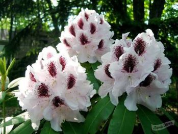 Рододендрон гибридный Кальсап (Rhododendron Calsap)