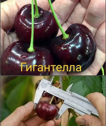 Черешня Гигантелла